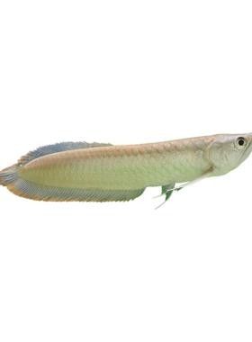 銀龍魚苗長什么樣子圖片