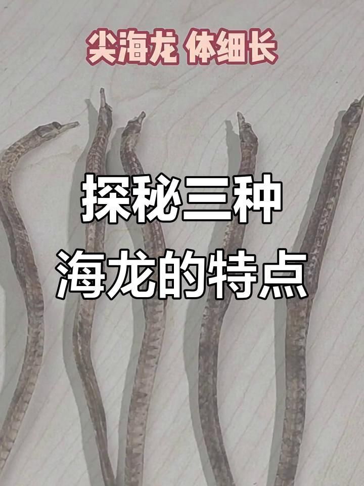 海龍有哪些種類？