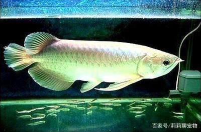 銀龍魚適宜的光照強度：如何選擇適合銀龍魚的燈具