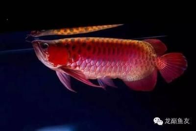 龍魚級別（關于龍魚的級別劃分）