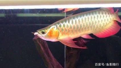 龍魚的價錢：龍魚品種及其大致價格范圍：龍魚品種及價格范圍