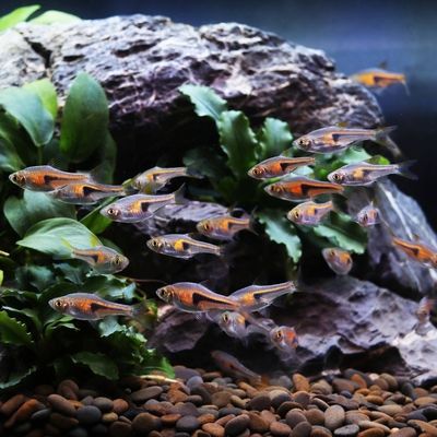 一眉道人可以跟龍魚(yú)混養(yǎng)嗎（一眉道人魚(yú)與龍魚(yú)可以混養(yǎng)嗎？）