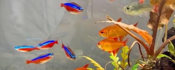 一眉道人可以跟龍魚(yú)混養(yǎng)嗎（一眉道人魚(yú)與龍魚(yú)可以混養(yǎng)嗎？）