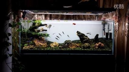 一眉道人可以跟龍魚(yú)混養(yǎng)嗎（一眉道人魚(yú)與龍魚(yú)可以混養(yǎng)嗎？）