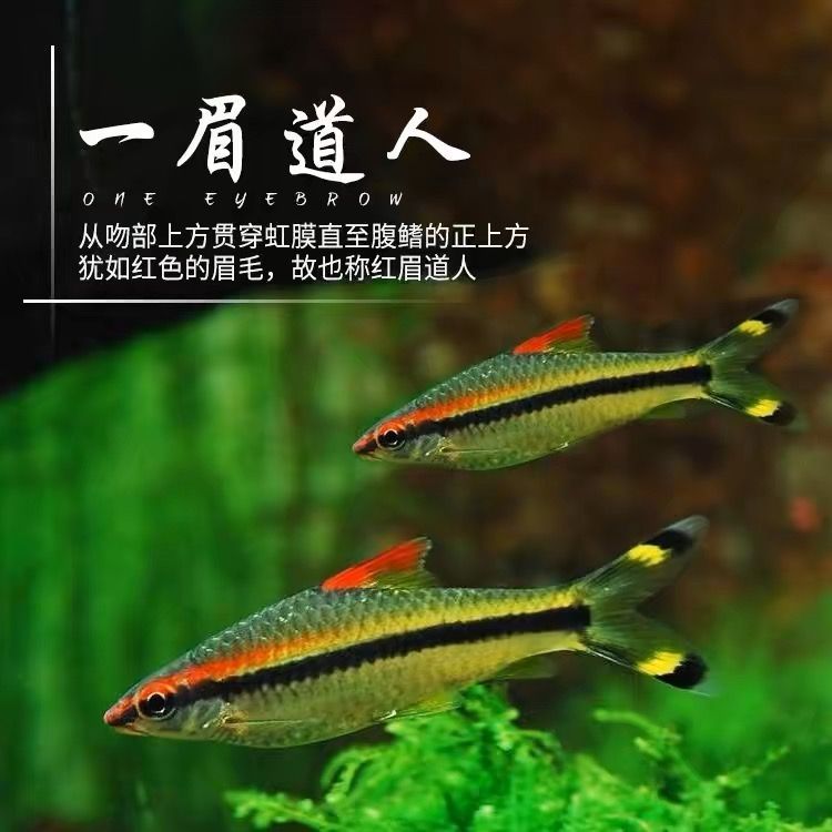 一眉道人可以跟龍魚(yú)混養(yǎng)嗎（一眉道人魚(yú)與龍魚(yú)可以混養(yǎng)嗎？）