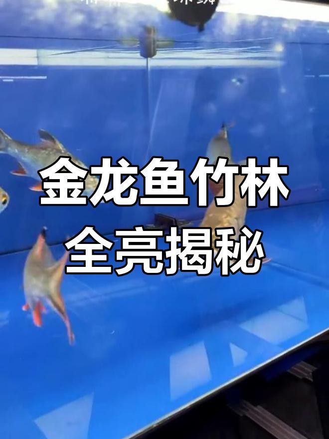 如何判斷過背金龍魚的珠鱗是否全亮？