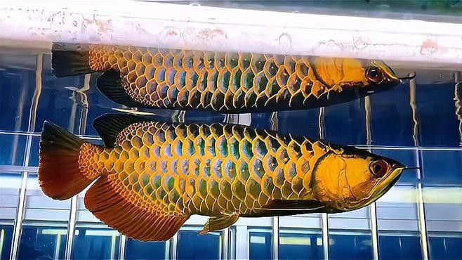 如何判斷過背金龍魚的珠鱗是否全亮？