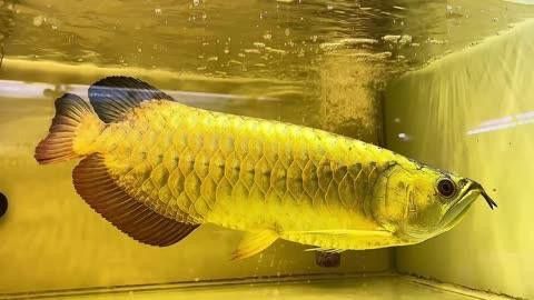 如何判斷過背金龍魚的珠鱗是否全亮？
