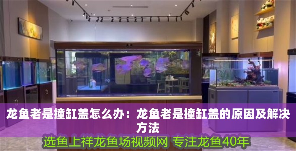 龍魚老是撞缸蓋怎么辦：龍魚老是撞缸蓋的原因及解決方法