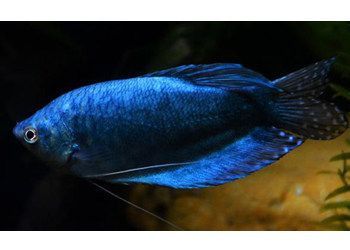 藍龍魚能活多久壽命，