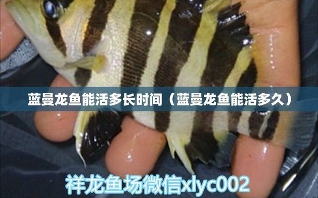 藍龍魚能活多久壽命，