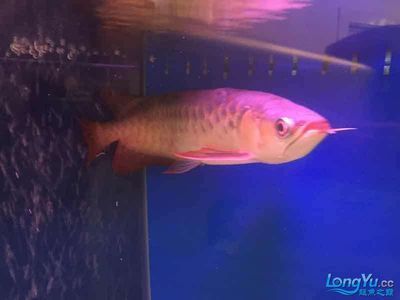 紅龍魚趴缸亂竄的可能原因及處理方法紅龍魚趴缸亂竄怎么辦：紅龍魚趴缸亂竄可能由多種原因引起，紅龍魚趴缸亂竄怎么辦