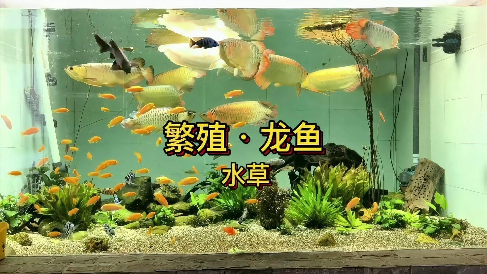 龍魚缸背景圖片大全