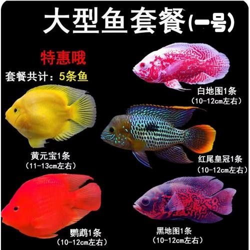 銀龍魚能與鸚鵡魚混養嗎圖片視頻