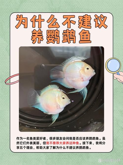 銀龍魚能與鸚鵡魚混養嗎圖片視頻