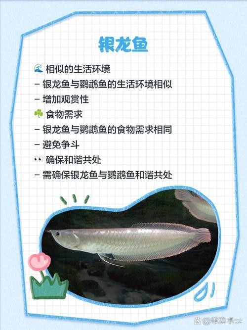 銀龍魚能與鸚鵡魚混養嗎圖片視頻