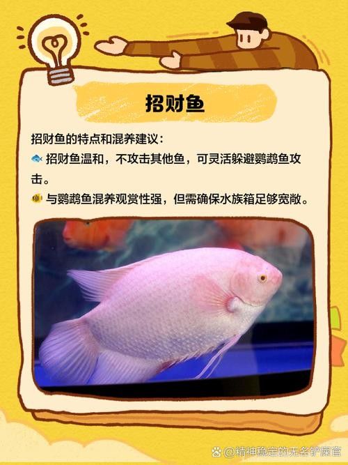銀龍魚能與鸚鵡魚混養嗎圖片視頻