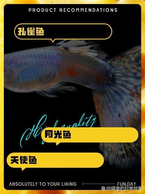 銀龍魚能與鸚鵡魚混養嗎圖片視頻