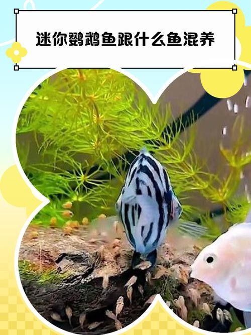 銀龍魚能與鸚鵡魚混養嗎圖片視頻