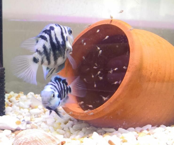 銀龍魚能與鸚鵡魚混養嗎圖片視頻