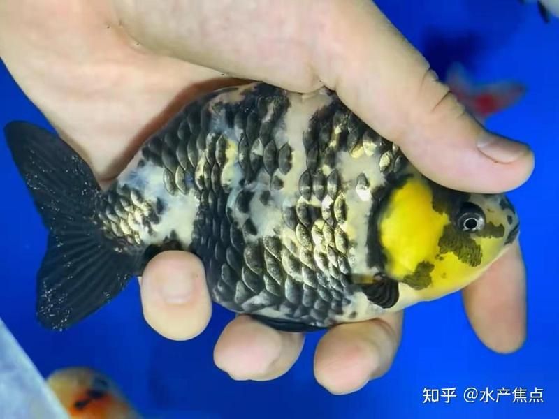 龍魚內寄生蟲什么癥狀