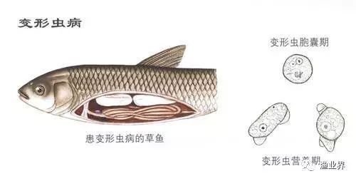 龍魚內寄生蟲什么癥狀