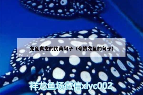 龍魚寓意的優美句子（關于龍魚寓意的優美句子）