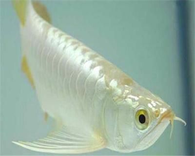 極品龍魚價格是多少錢，極品白金龍魚價格信息：極品白金龍魚價格高達31萬美元