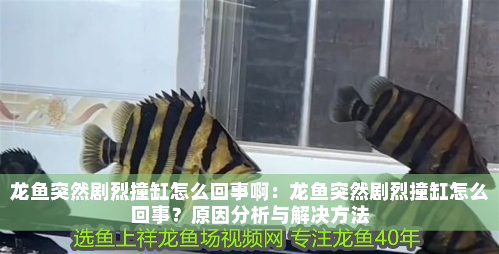 龍魚突然劇烈撞缸怎么回事啊：龍魚突然劇烈撞缸怎么回事？原因分析與解決方法