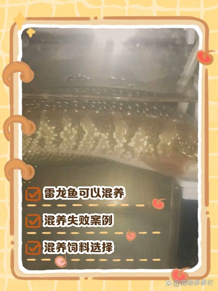 雷龍魚和金龍魚混養好不好