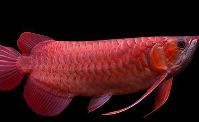 金龍魚發(fā)紅是怎么回事：金龍魚發(fā)紅可能是由于多種原因造成的，包括正常生理現(xiàn)象和疾病狀況