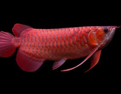 金龍魚發(fā)紅是怎么回事：金龍魚發(fā)紅可能是由于多種原因造成的，包括正常生理現(xiàn)象和疾病狀況