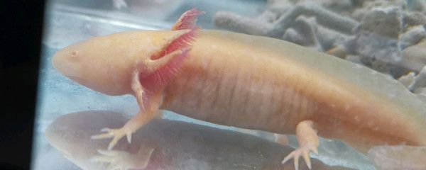 養龍魚用多大的魚缸比較好：養龍魚魚缸尺寸與成長關系