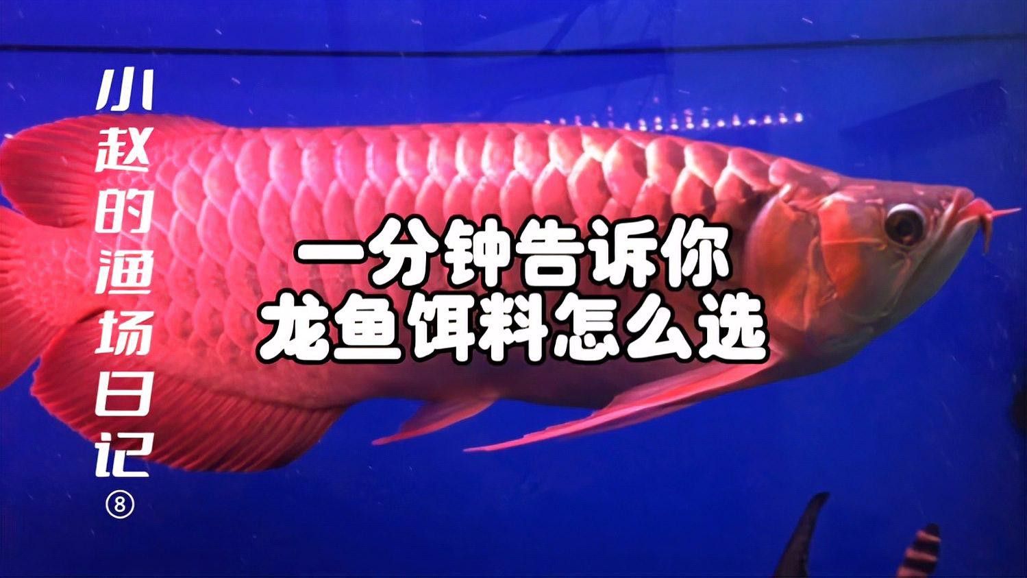 哪些活食適合龍魚？