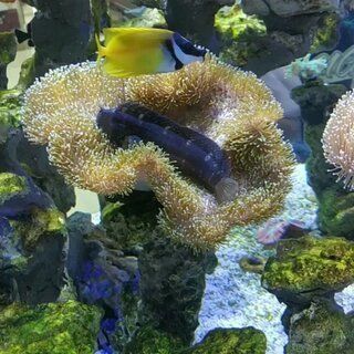 最好的紅龍魚，紅龍魚的養殖技巧和最佳飼養方法，紅龍魚市場價格走勢