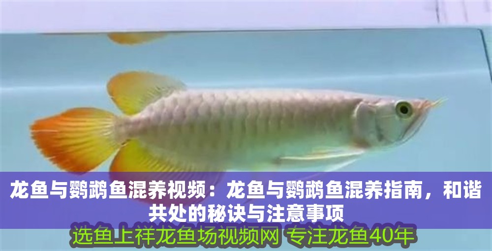 龍魚與鸚鵡魚混養視頻：龍魚與鸚鵡魚混養指南，和諧共處的秘訣與注意事項