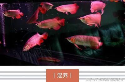 金龍魚的五行屬性是什么金龍魚的五行屬性是什么：金龍魚五行屬性是什么金龍魚的五行屬性是什么