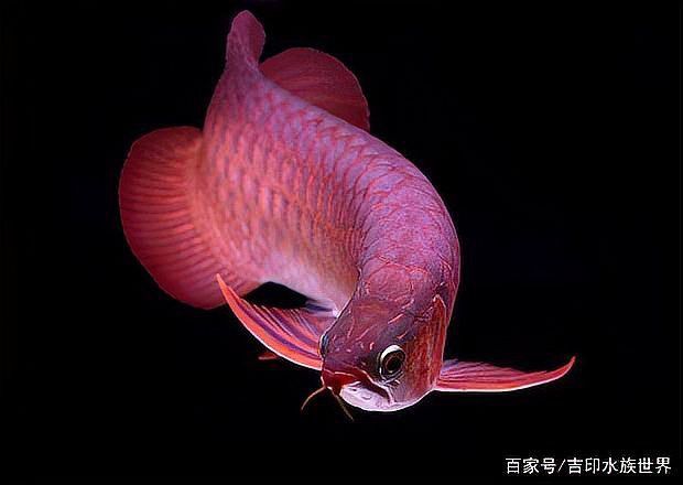 我想看紅龍魚的圖片大全