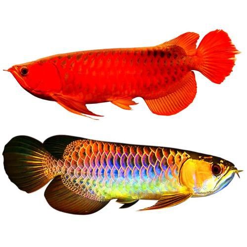 我想看紅龍魚的圖片大全