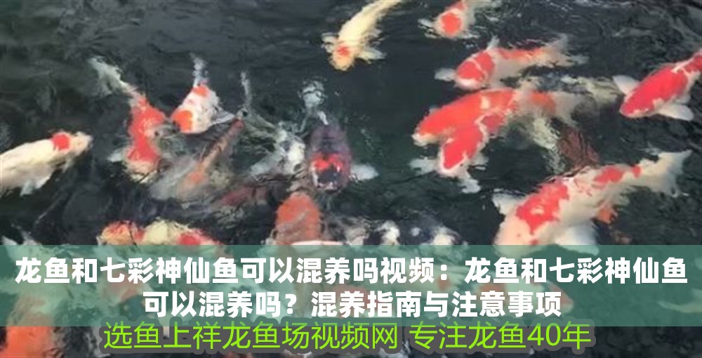 龍魚和七彩神仙魚可以混養嗎視頻：龍魚和七彩神仙魚可以混養嗎？混養指南與注意事項