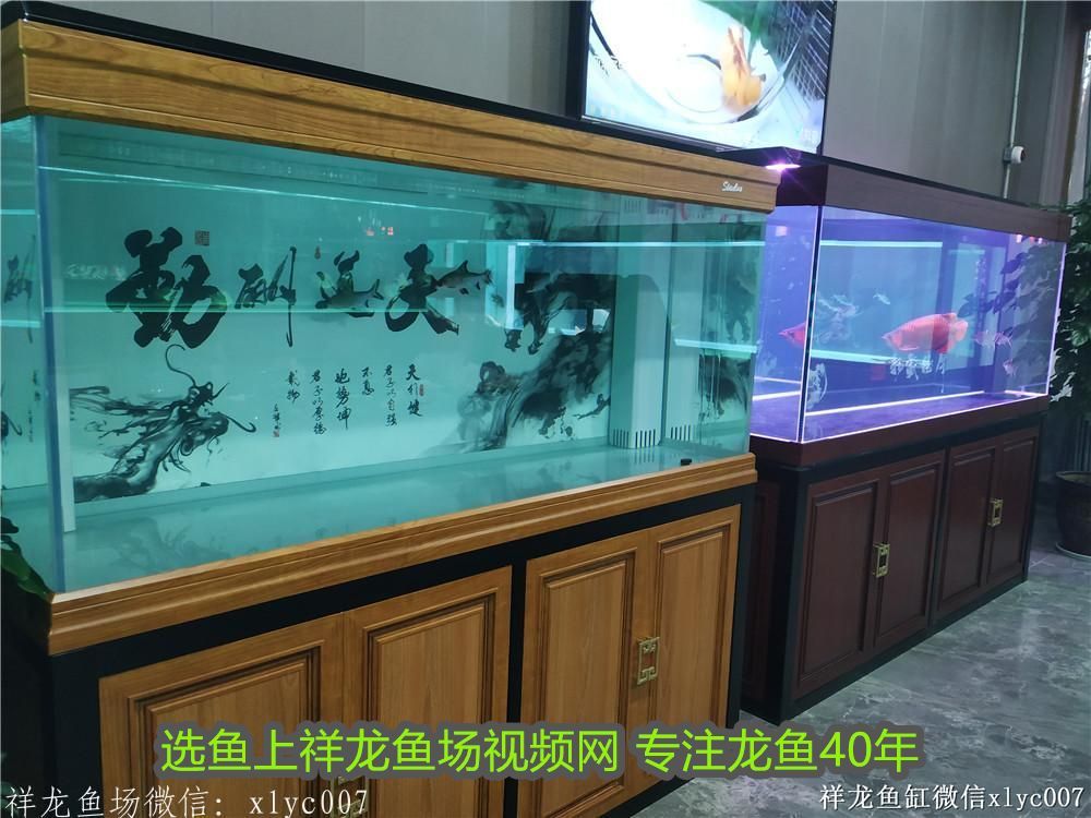 龍魚和七彩神仙魚可以混養嗎視頻：龍魚和七彩神仙魚可以混養嗎？混養指南與注意事項