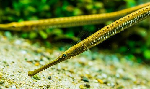 龍魚鼻子撞爛了能恢復嗎：龍魚鼻子撞爛后的恢復情況取決于損傷的程度