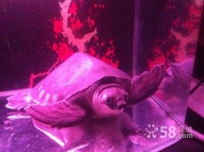 龍魚鼻子撞爛了能恢復嗎：龍魚鼻子撞爛后的恢復情況取決于損傷的程度