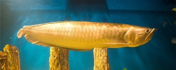龍魚用甲基藍（關于甲基藍治療龍魚的具體步驟和注意事項）