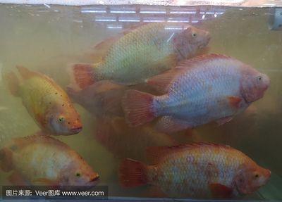金龍魚一條價格，金龍魚價格波動規律