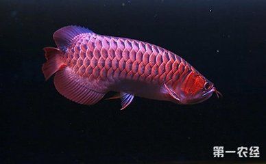 龍魚的價格有多貴：紅龍魚與銀龍魚區別，龍魚價格波動原因如何辨別龍魚健康狀況