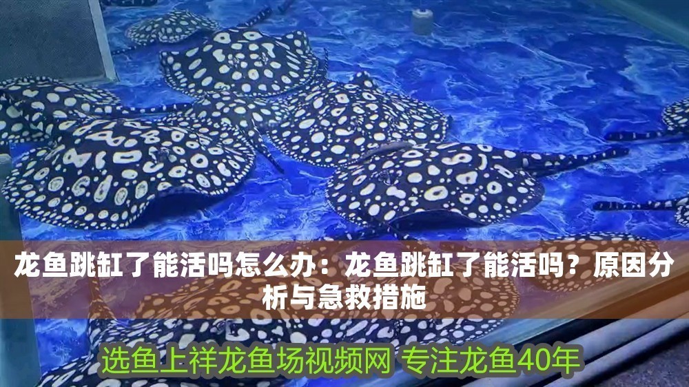 龍魚跳缸了能活嗎怎么辦：龍魚跳缸了能活嗎？原因分析與急救措施