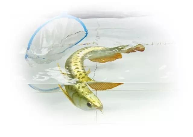 龍魚的英文名叫什么好聽