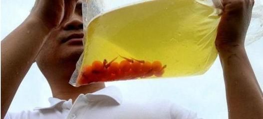 金龍魚60厘米需要多少年才能長大：關于金龍魚的生長速度和成年體型受到多種因素影響的信息