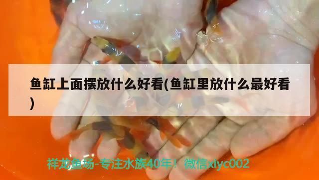 魚缸上面擺放什么好看(魚缸里放什么最好看)